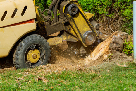 Tree Services Wichita, Kansas from Kansas Tree Experts