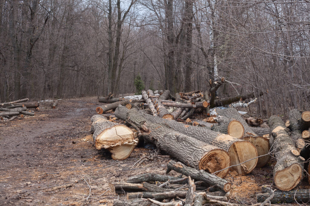 Trees cut down in Wichita, Kansas by Kansas Tree Experts