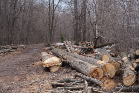 Trees cut down in Wichita, Kansas by Kansas Tree Experts