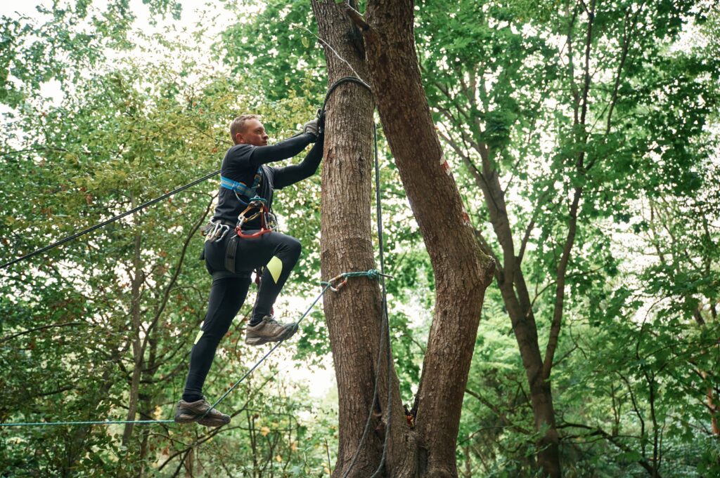 Arborist Inspecting Trees in Wichita, Kansas with Kansas Tree Experts
