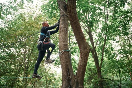 Arborist Inspecting Trees in Wichita, Kansas with Kansas Tree Experts