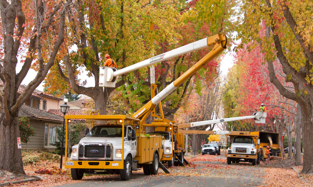 Tree Removal and Tree Services in Wichita, Kansas with Kansas Tree Experts