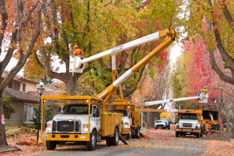 Tree Removal and Tree Services in Wichita, Kansas with Kansas Tree Experts