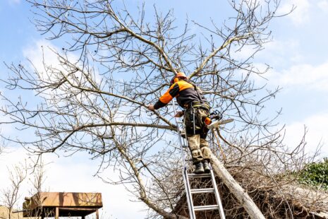 Wichita arborist trimming a tree while landscapers works on shrubs nearby