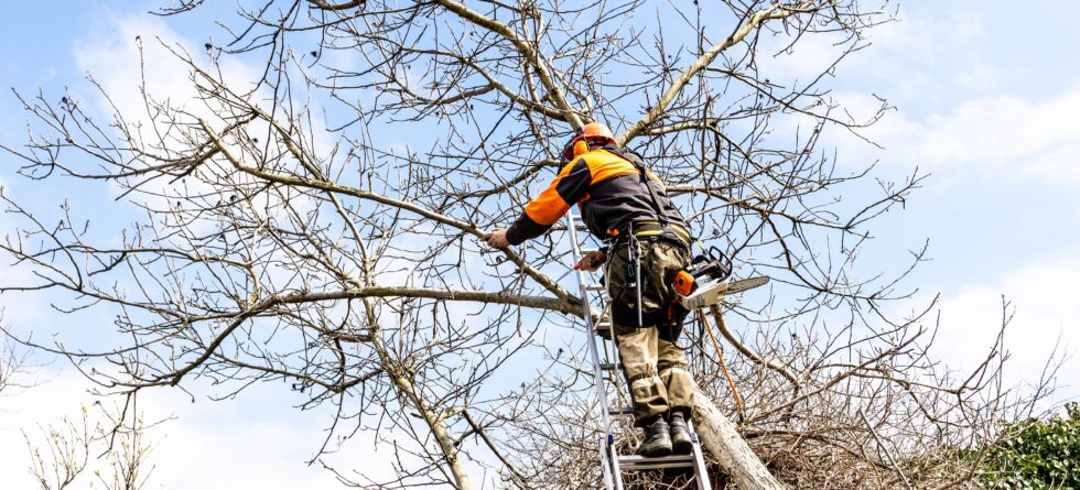 Wichita arborist trimming a tree while landscapers works on shrubs nearby