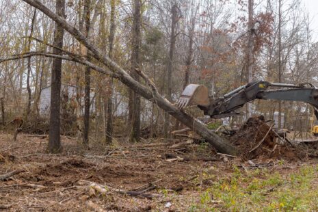 Certified Tree Service Specialist in Wichita, Kansas with Kansas Tree Experts