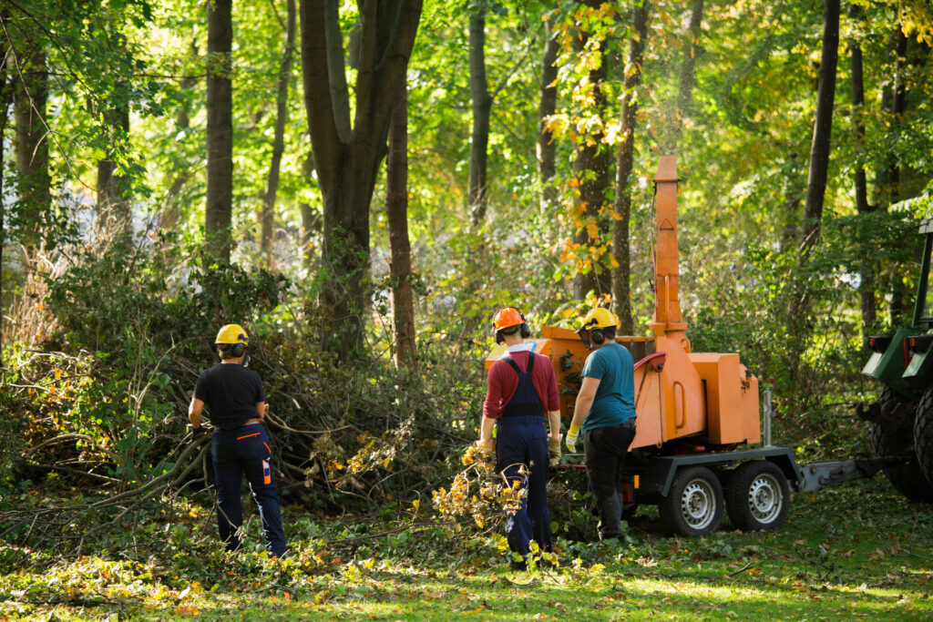 Tree surgeon, also known as arborist working on trees in Wichita, Kansas at Kansas Tree Experts