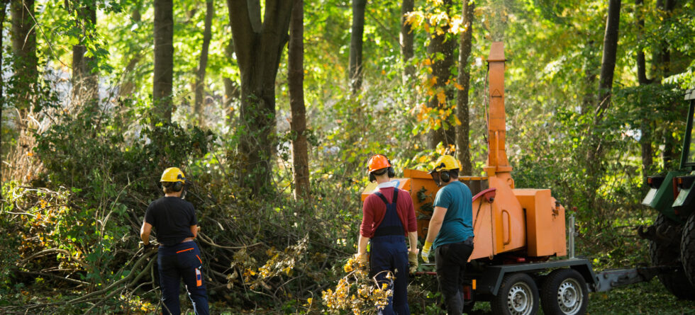 Tree surgeon, also known as arborist working on trees in Wichita, Kansas at Kansas Tree Experts