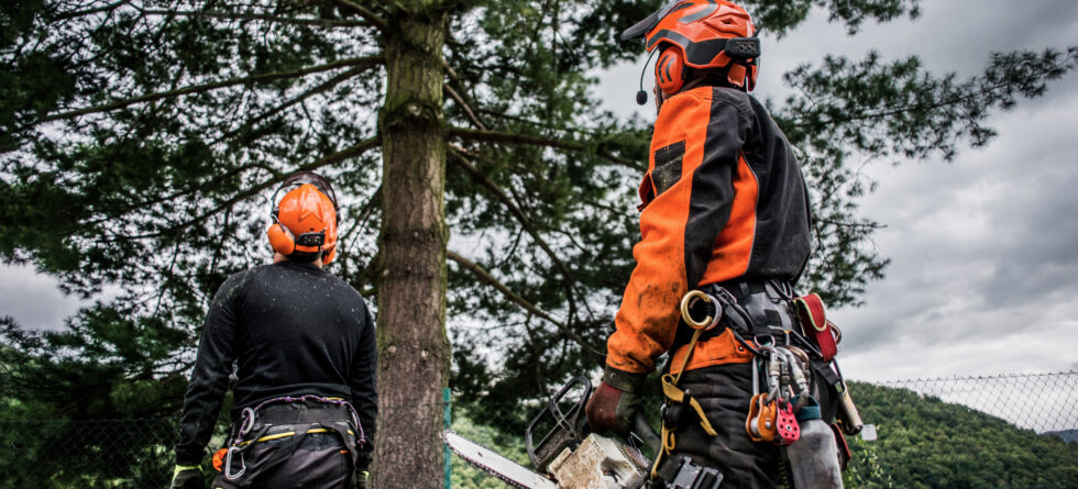 Arborist evaluating tree structure in Wichita, KS with Kansas Tree Experts