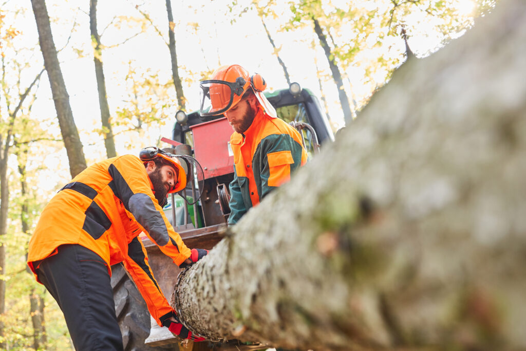 Tree Removal Services and Working for Tips
