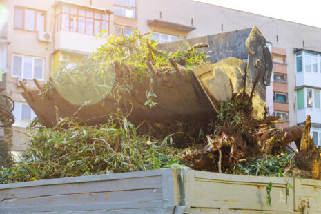 Tree being cutt down and prepared for logs in Wichita