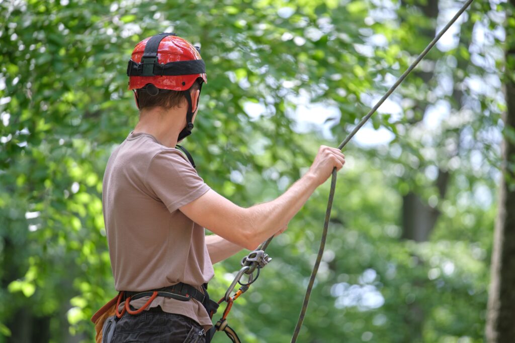 Wichita Tree Removal, Tree Cutting, and more Tree Services with Kansas Tree Experts