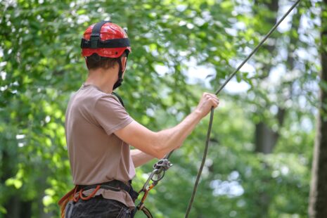 Wichita Tree Removal, Tree Cutting, and more Tree Services with Kansas Tree Experts