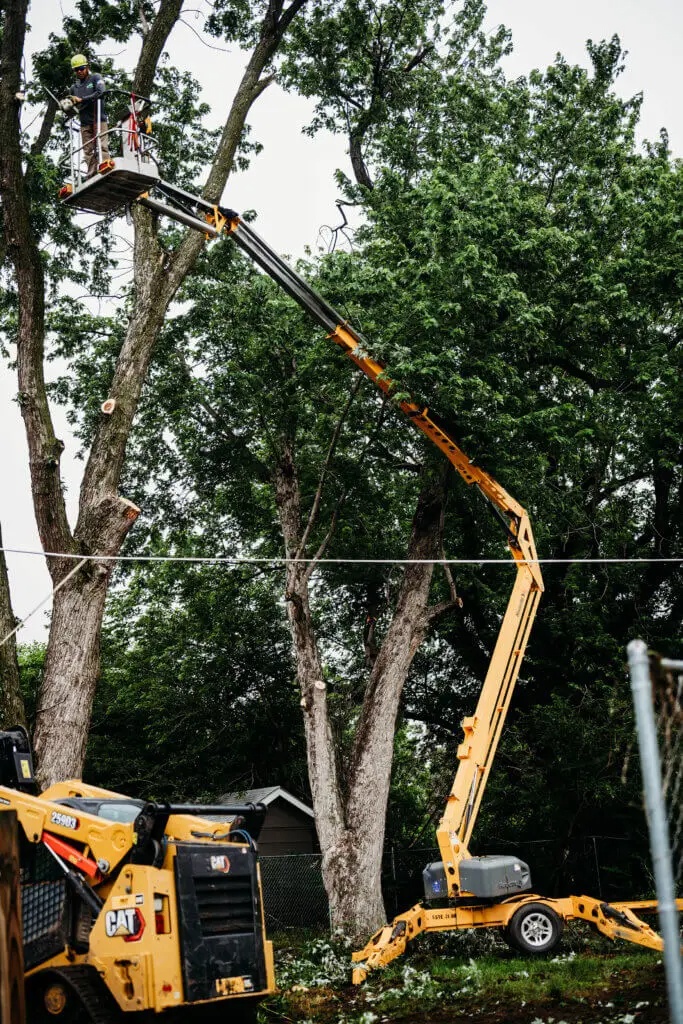 Kansas Tree Experts|Home
