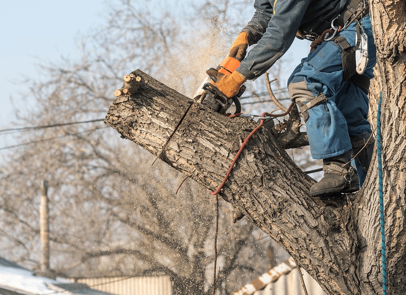 Kansas Tree Experts|Home