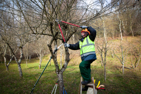Trim Trees in Wichita