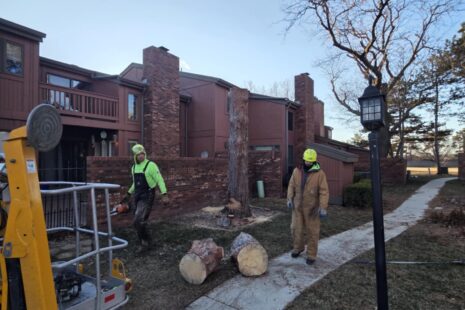 Wichita-Crew-Tree-Service-Stumps