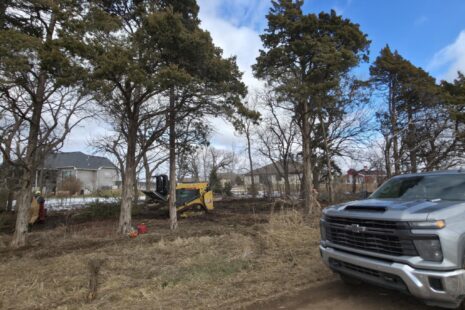 Wichita-Kansas-Tree Experts