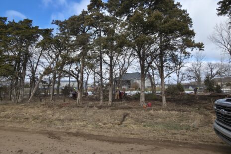 Wichita-Kansas-Tree-Experts-Tree