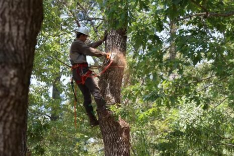 tree removal wichita
