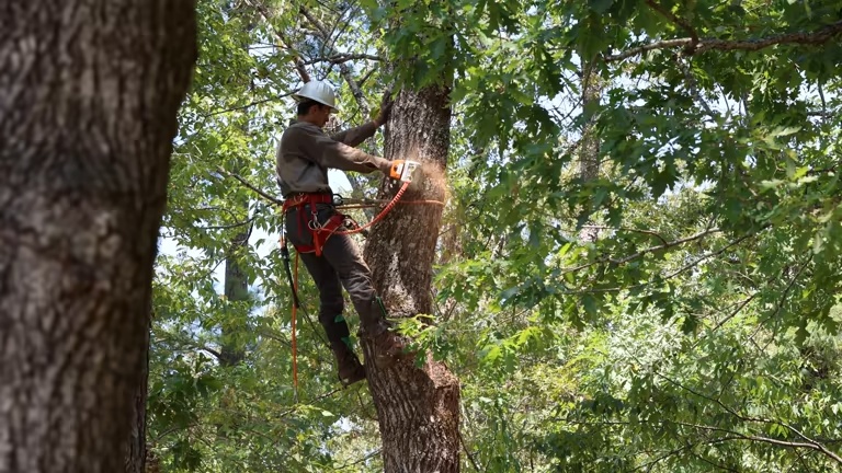 tree removal wichita