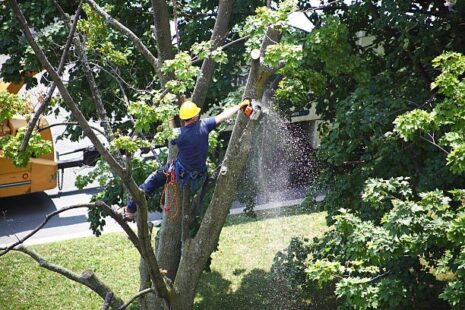 Tree removal