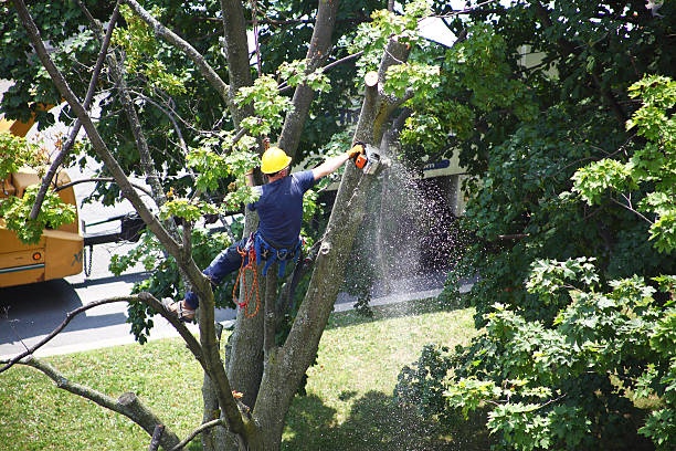 Tree removal