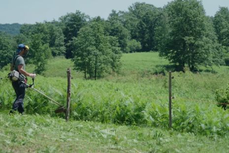 Pasture Clearing