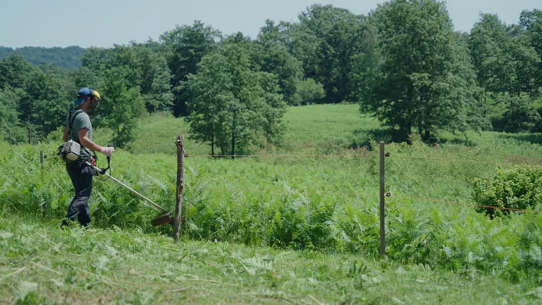 Pasture Clearing