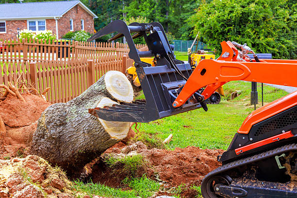 Cheap Stump Grinding