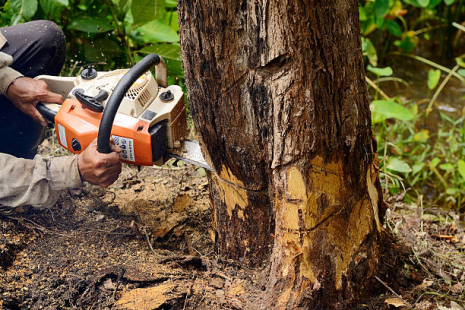 Commercial Tree Removal