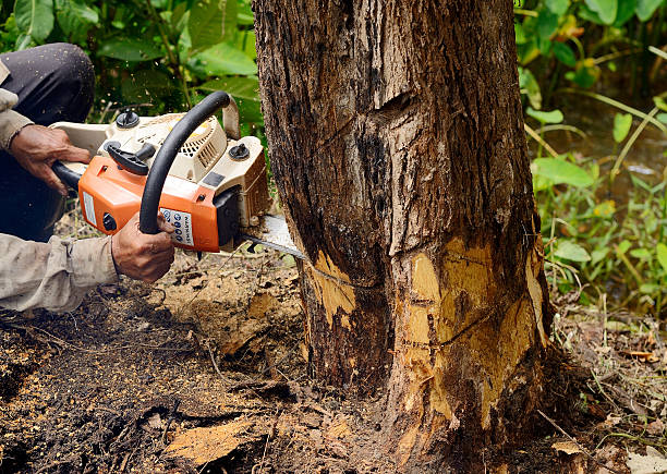 Commercial Tree Removal