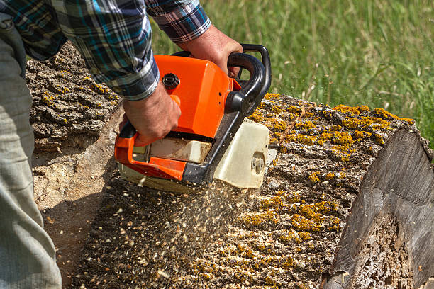 Emergency Tree Removal