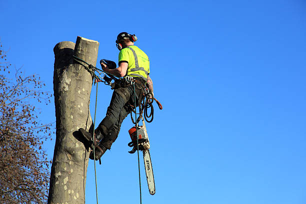 Emergency Tree Service