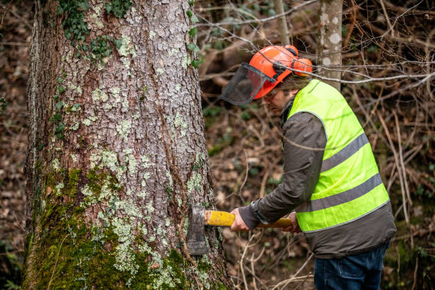 Emergency Tree Service