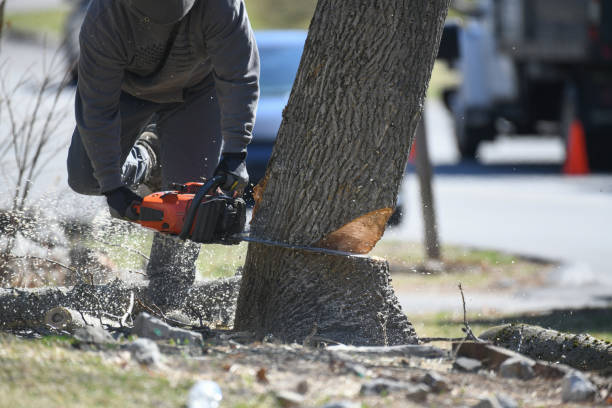 Free Tree Service