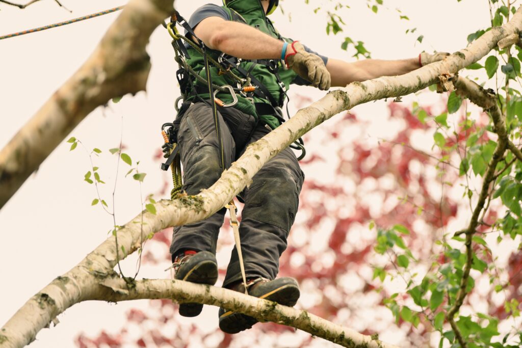 The,Worker,On,Giant,Tree
