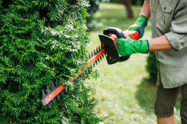Local Shrub Removal