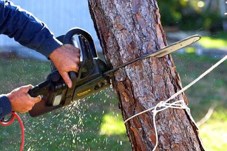 Residential Tree Trimming