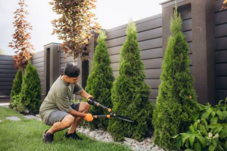 Shrub Shaping