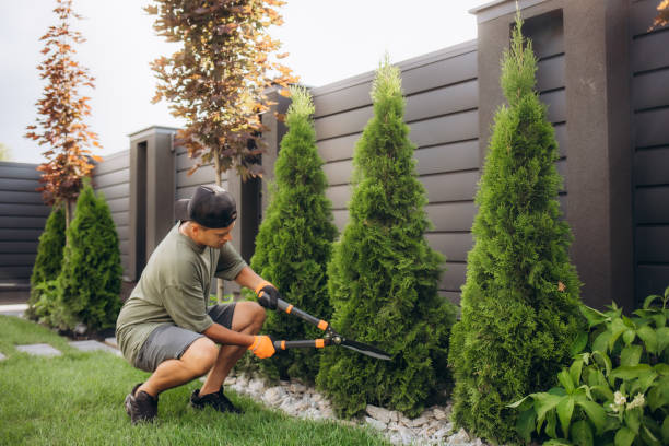 Shrub Shaping