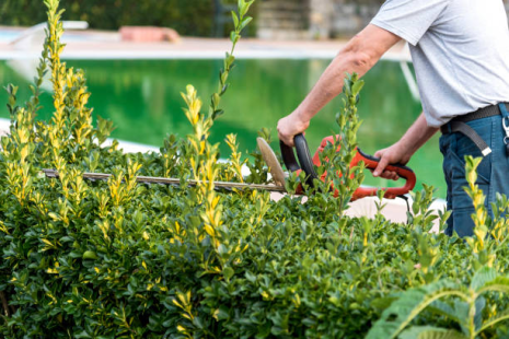 Shrub and Tree Trimming