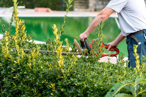 Shrub and Tree Trimming
