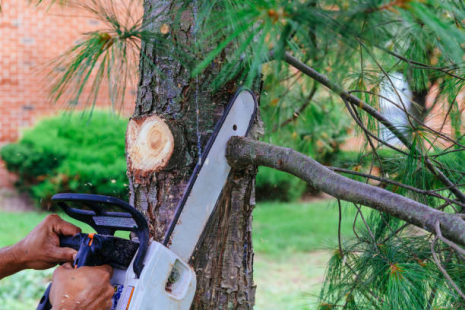 Tree Care