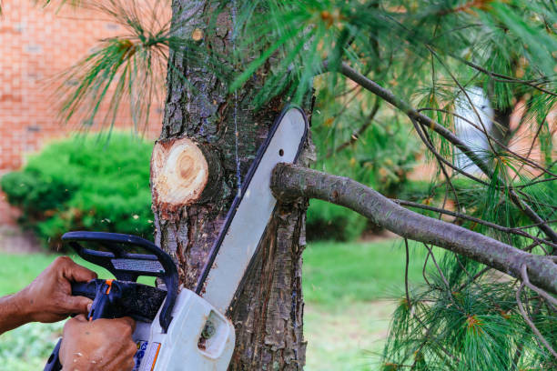 Tree Care