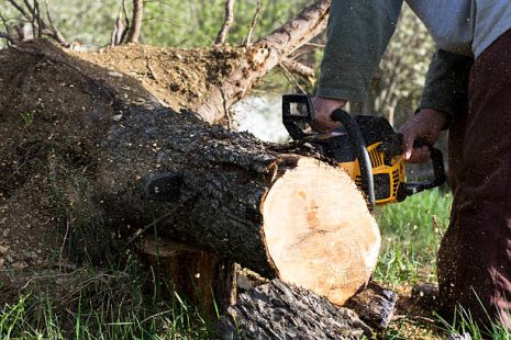 Man cuts a fallen tree, dangerous work in forest