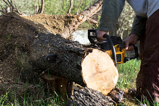 Man cuts a fallen tree, dangerous work in forest