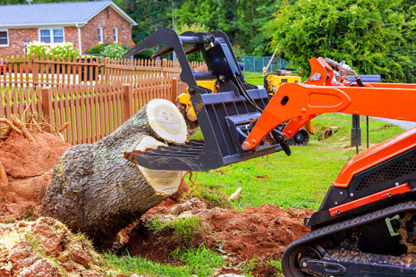 Tree Stump Removal
