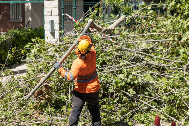 Tree Trimming