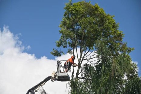 Tree Trimming
